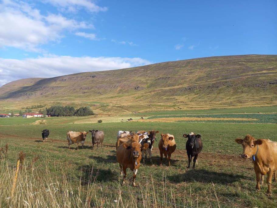 Ferienwohnung Þorsmoerk Farm 12 Min From Akureyri Svalbarthseyri Exterior foto